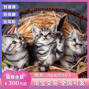 113美国短毛猫美短猫小猫活物猫咪活幼体宠物猫幼崽标斑加白起司