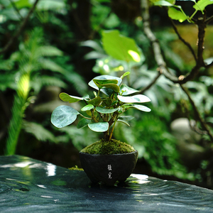 植觉  小盼菩提  室内常绿盆栽办公桌面绿植观果菩提树小盆景