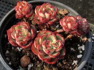 媋藤园艺 爱火 一物一拍多头群生多肉植物血斑精品可爱萌肉