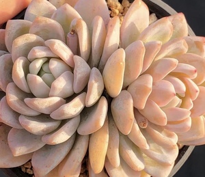 媋藤园艺 梦之雪 橙梦露雪莲橙子杂交多头群一物一拍多肉植物