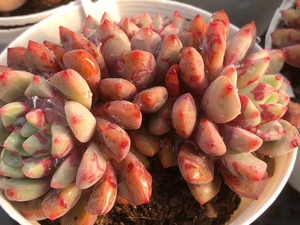 血莺 多肉植物雪燕 血斑回声 多头群生一物一拍阳台好养