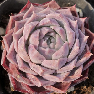 媋藤园艺 波赛东 波塞冬 海琳娜香芋杂交新品多肉植物一物一拍