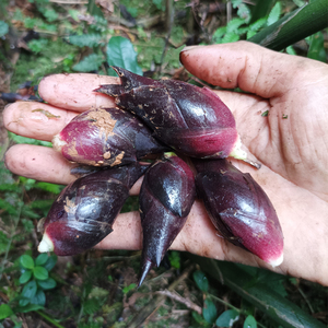 湖南野生阳荷新鲜现摘洋荷洋胡绿色土特产农产品莲花姜乡下家乡菜