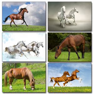 马画像奔驰的骏马宝马马匹动物世界草原马无框装饰画挂画墙壁画