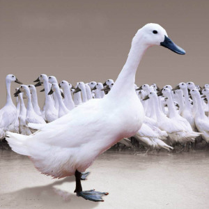 正宗连城白鸭河道放养土鸭农田散养足两年白鹜鸭现杀速冻白鹭鸭