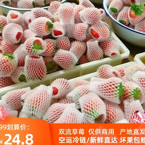 云南四季草莓新鲜商用超市烘焙奶茶糖葫芦专用基地直发坏果包赔