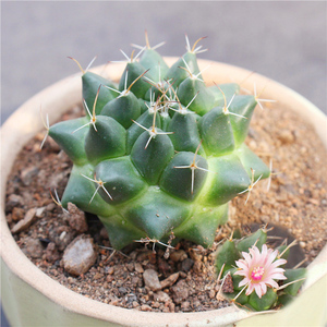 实生白龙王仙人球 开花办公室防辐射趣味多肉 好养小盆栽花卉肉肉