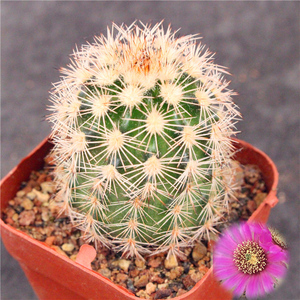 旭虾仙人球 鹿角柱属开花多肉植物组合小盆栽 办公室花卉折墨虾