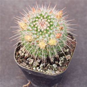 白蛇仙人球 开花乳突球属防辐射小盆栽 室内花卉绿植迷你多肉植物