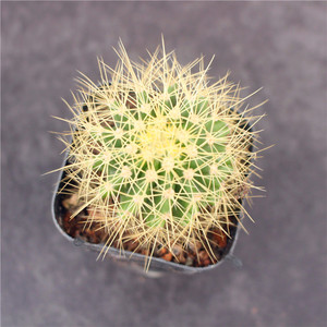 黄彩玉仙人球 实生创意开花多肉植物组合小盆栽防辐射花卉绿植肉