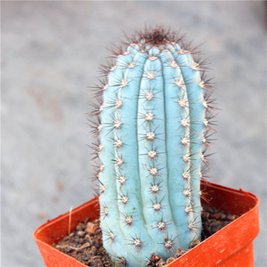 蓝色鸡腿仙人柱蓝棱柱仙人球北欧室内装饰好养组合植物小盆栽花卉