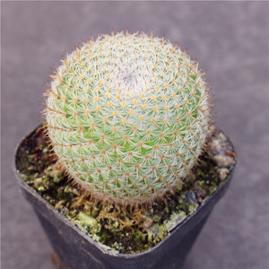 希望丸仙人球 迷你开花实生多肉植物小盆栽 乳突球红花桌面绿植