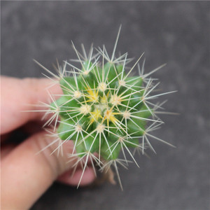 白刺金琥仙人球 仙人掌科 狂刺属 创意多肉植物小盆栽 室内防辐射