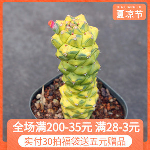 将军阁锦 创意变异仙人柱 大戟科开花多肉植物小盆栽 沙生好养肉