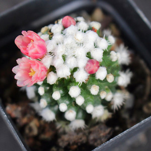 明日香姬仙人球 可爱开花多肉植物小盆栽 办公室乳突球肉肉 软刺