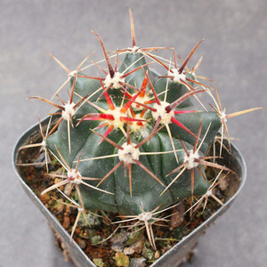 巨鹫玉仙人球强刺属实生好养开花多肉植物沙生耐旱新手盆栽大型球