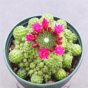 无刺白珠仙人球 群生多头办公桌植物组合小盆栽 开花落地沙生花卉