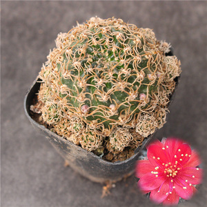 乌艳丸仙人球 方便面创意丽花球多肉植物 办公室开花肉肉小盆栽