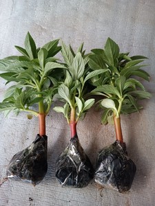 002人付款天猫重瓣凤仙花籽花苗指甲花染指甲草种籽花种子易活四季