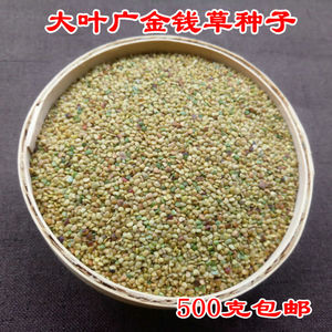 2020新货广金钱草种子 大叶金钱草广西金钱草种子中药材500克包邮