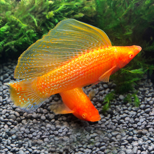 胎生鱼胎生鱼活体玛丽鱼玛丽鱼活体高帆银玛丽大帆金玛丽鱼活体鱼_阿