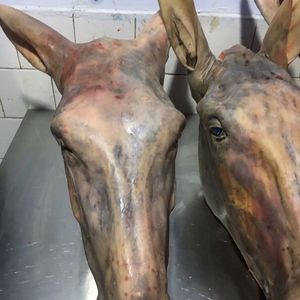 新鲜整只驴头22斤正宗带皮带耳朵舌头脑子现宰生驴头驴肉酒店餐饮