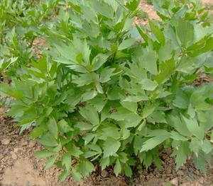 优质当归苗干归苗文无苗中药材庭院阳台盆栽绿植花卉