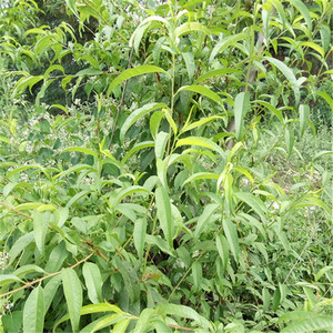 陕西新鲜山桃树叶 山桃树枝 山桃叶 另有碧桃干两份包邮