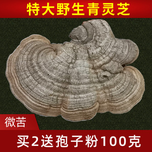 野生青灵芝 深山林芝整枝青芝特大无柄树舌平盖龙芝免费切片500克