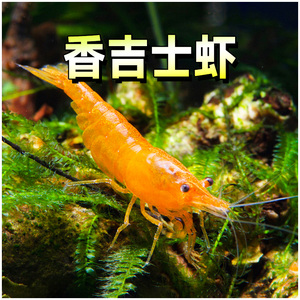 香吉士虾米除藻观赏虾橙琉璃樱花极火烤漆黄米虾抱卵宠物抱蛋小虾