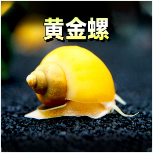 黄金螺工具除藻热带淡水观赏活体蜗牛清洁鱼缸贝壳宠物河豚饲料软