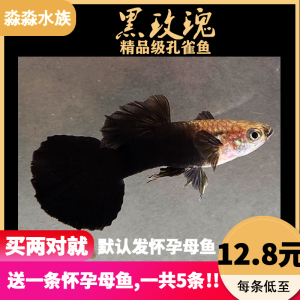 黑玫瑰孔雀鱼黑豹包免邮精品纯种观赏下崽狂魔怀孕母鱼黑色活体