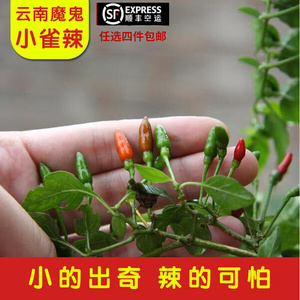 云南西双版纳新鲜辣椒小雀辣鸟屎辣椒指天椒辣度特辣150g顺丰空运