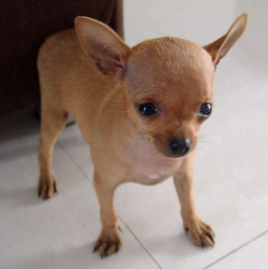 无偿领养出售家养纯种小鹿犬活体幼犬铁包金吉娃娃茶杯活体宠物狗