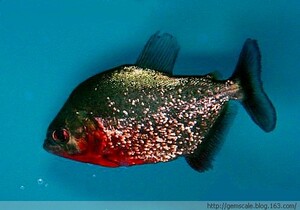 秘鲁红钻水虎 热带鱼 观赏鱼  s属水虎 猛鱼