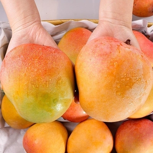 海南澳芒三亚特产新鲜水果5斤9斤树上熟金煌芒甜水果多汁包邮凯特