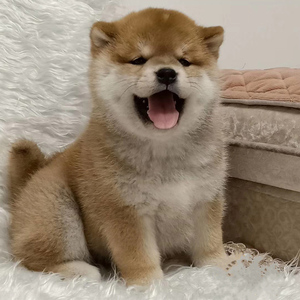 日本纯种柴犬幼犬公母白色赤色黑色血统宠物活体nmsa豆柴小体定金