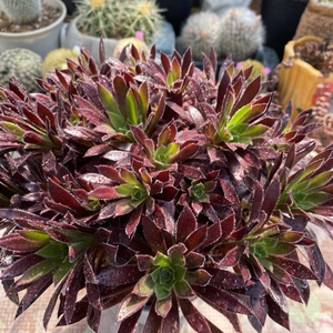 法师新三仙火凤凰老桩解百纳红酒法师多肉植物大棚直销保证品种