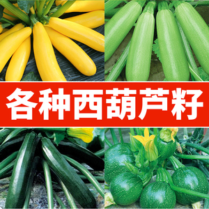 西葫芦种籽香蕉西葫芦瓜种子高产四季春季茭瓜角瓜蔬菜种孑子大全