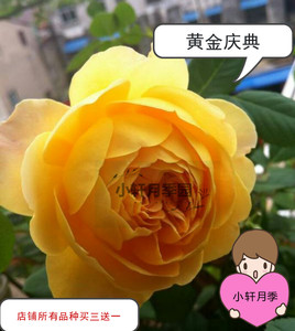 小轩 黄金庆典 欧月月季花苗 藤本黄色大花 扦插盆栽小苗 包邮
