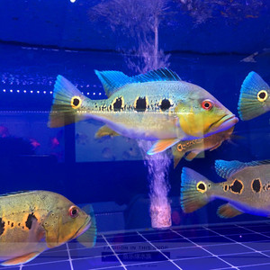 蓝帆眼斑三间鱼