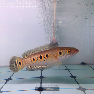 加里曼丹七彩海象鱼雷龙鱼龙鱼配鱼热带中大型观赏鱼风水鱼淡水鱼