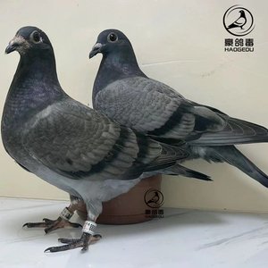 世界名鸽台湾恐怖59系信鸽种鸽赛鸽鸽子活物一对小鸽幼鸽苗活体