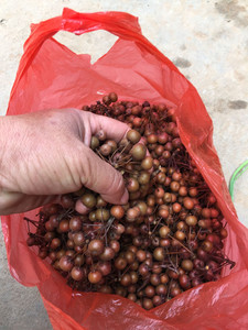 野生水果新鲜棠梨子3斤糖梨子狗屎果时令当季农产品广东土特产
