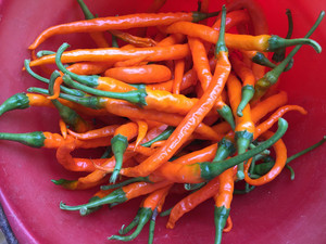 韶关南雄黄贡椒原产地新鲜黄贡椒直供土菜黄辣椒黄椒子