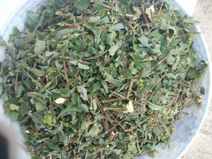 江西酒饼草 酒饼叶 酒饼材料 酒饼叶制作酒曲 500g