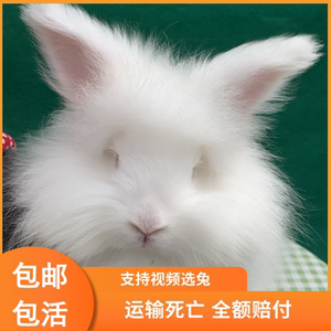 网红英国巨型安哥拉兔长毛宠物小白兔子活物垂耳兔活体猫猫侏儒兔