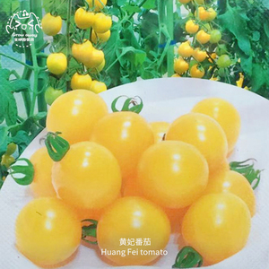 黄妃F1樱桃小番茄种子经典超甜日本进口春秋高产室内阳台盆栽蔬菜