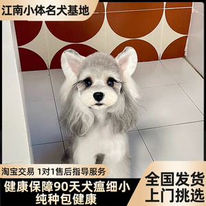 纯种雪纳瑞幼犬飞耳迷你小体雪纳瑞椒盐色黑银色白色宠物狗活体