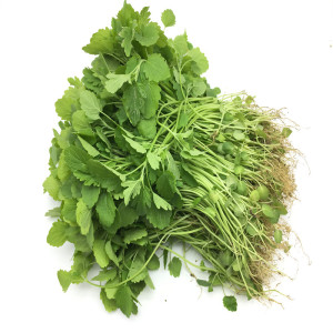 新鲜益母草菜鲜蔬菜